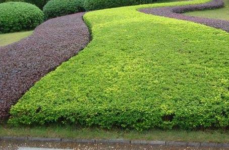 城市行道以及沿街綠地等地方的綠化養(yǎng)護(hù)要怎么做？